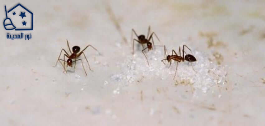 اقضى على النمل نهائيا باسهل الوصفات